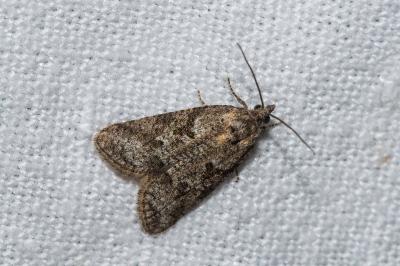 <i>Cnephasia</i>