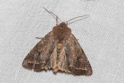 <i>Orthosia incerta</i>