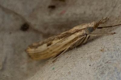 <i>Agriphila inquinatella</i>