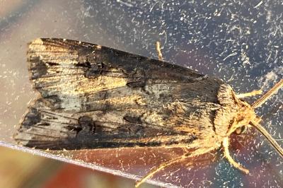 <i>Agrotis ipsilon</i>
