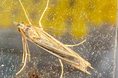 <i>Ancylolomia tentaculella</i>