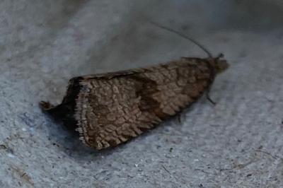 <i>Celypha striana</i>