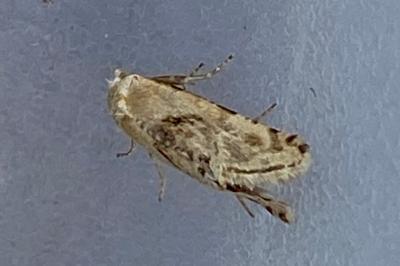 <i>Cochylimorpha</i>