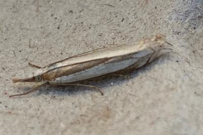 <i>Crambus pascuella</i>