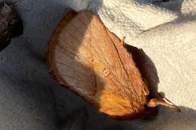 <i>Euthrix potatoria</i>