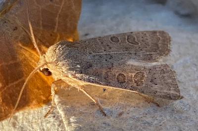 <i>Hoplodrina ambigua</i>