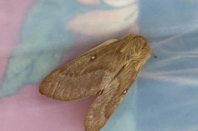 <i>Lasiocampa trifolii</i>