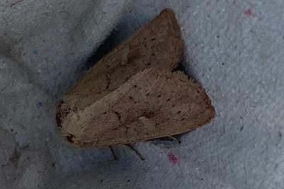 <i>Mythimna ferrago</i>