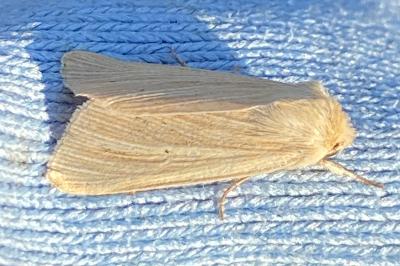 <i>Mythimna pallens</i>