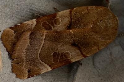 <i>Noctua fimbriata</i>