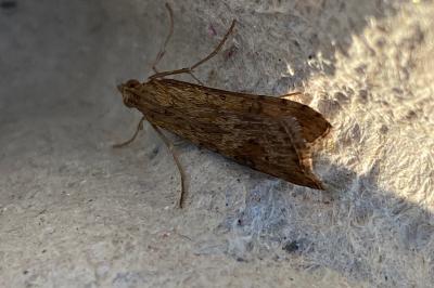 <i>Nomophila noctuella</i>