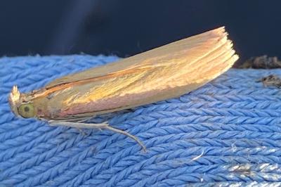 <i>Oncocera semirubella</i>