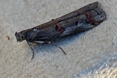 <i>Pempelia palumbella</i>