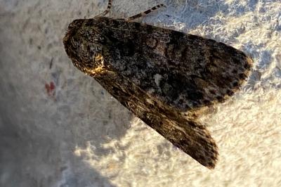 <i>Acronicta rumicis</i>