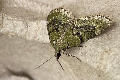 <i>Acasis viretata</i>