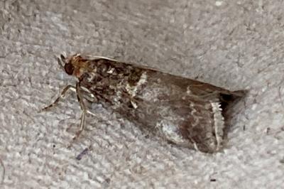 <i>Acrobasis advenella</i>