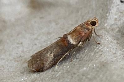<i>Acrobasis tumidana</i>
