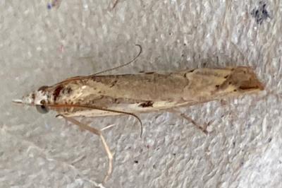 <i>Agriphila geniculea/inquinatella</i>