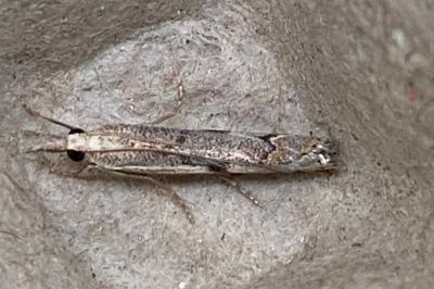 <i>Agriphila geniculea</i>