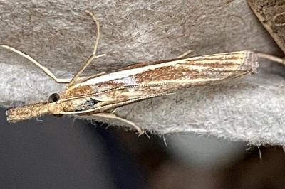 <i>Agriphila latistria</i>