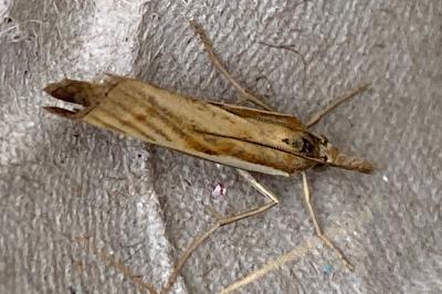 <i>Agriphila tristella</i>