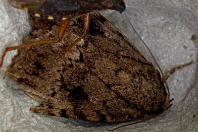 <i>Amphipyra berbera</i>
