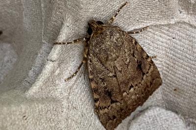 <i>Amphipyra pyramidea</i>