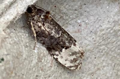 <i>Apotomis betuletana</i>