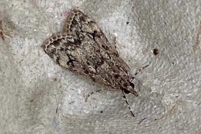 <i>Eudonia</i>