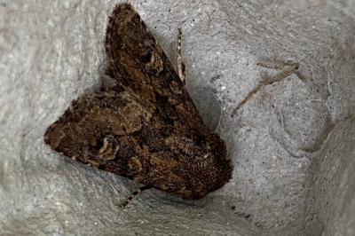 <i>Luperina testacea</i>
