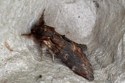 <i>Notodonta dromedarius</i>