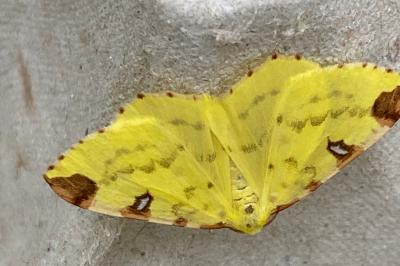 <i>Opisthograptis luteolata</i>