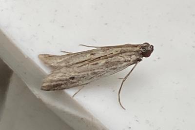 <i>Phycitodes</i>