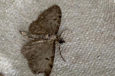 <i>Eupithecia</i>
