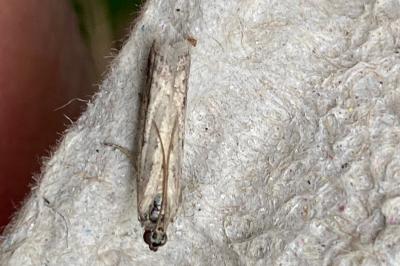 <i>Phycitodes saxicola</i>