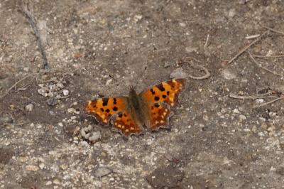 <i>Polygonia c-album</i>