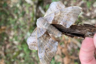 <i>Laothoe populi</i>