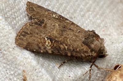 <i>Mesapamea secalella/secalis</i>