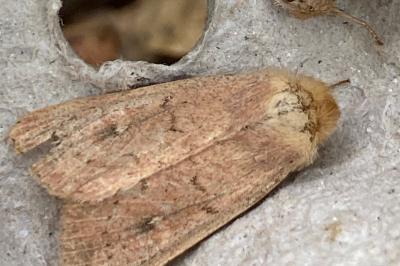 <i>Mythimna ferrago</i>