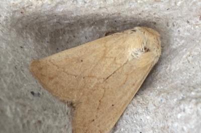 <i>Mythimna vitellina</i>