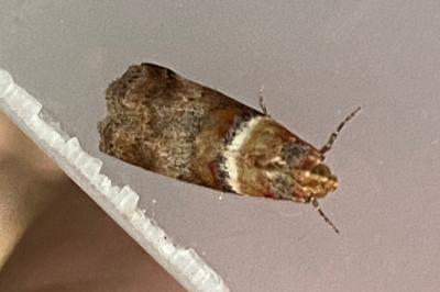 <i>Acrobasis tumidana</i>