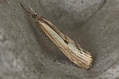 <i>Agriphila inquinatella</i>