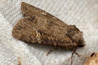 <i>Mesapamea secalis</i>