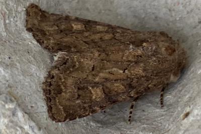<i>Luperina testacea</i>