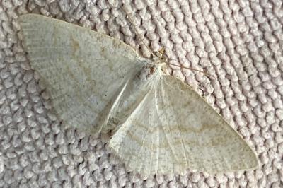 <i>Cabera exanthemata</i>