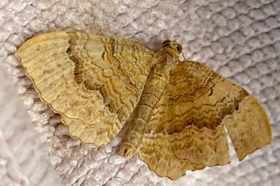 <i>Camptogramma bilineata</i>
