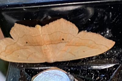 <i>Scopula imitaria</i>