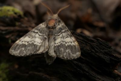 <i>Drymonia ruficornis</i>