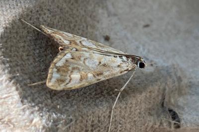 <i>Elophila nymphaeata</i>