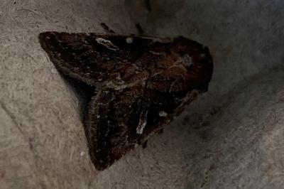 <i>Xestia agathina</i>